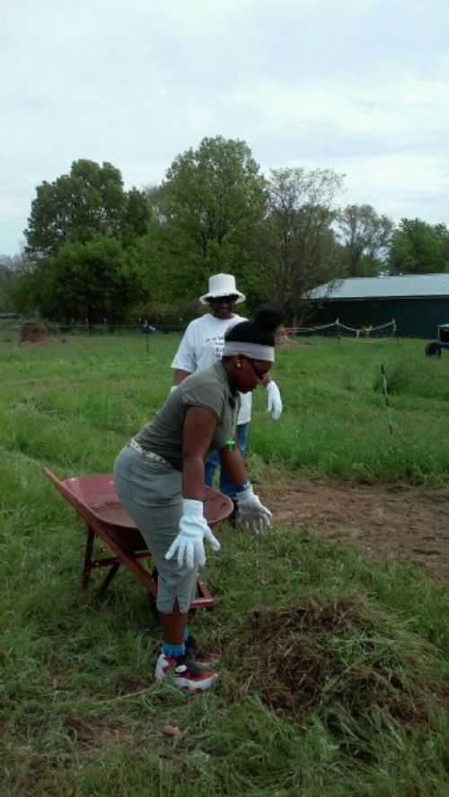 How to Grow Radishes - MSU Extension